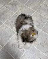 Stars, a female Shih Tzu for sale in Athens, WI – 3 of 10