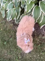 Carlee, a female Maltipoo for sale in Athens, WI – 2 of 9