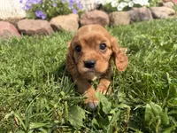 Sawyer, a male Cavalier King Charles Spaniel for sale in Athens, WI – 4 of 10