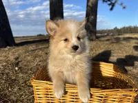 Aiden, a male Pomimo for sale in Athens, WI – Photo 9 of 10