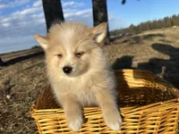 Aiden, a male Pomimo for sale in Athens, WI – Photo 2 of 10