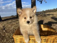Aiden, a male Pomimo for sale in Athens, WI – Photo 1 of 10