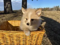 Aiden, a male Pomimo for sale in Athens, WI – Photo 8 of 10