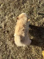 Aiden, a male Pomimo for sale in Athens, WI – Photo 10 of 10