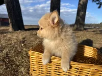 Aiden, a male Pomimo for sale in Athens, WI – Photo 7 of 10