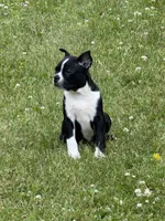 Rex, a male Boston Terrier for sale in Athens, WI – 6 of 10