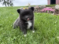 Harlee , a female Pomeranian for sale in Athens, WI – 7 of 10