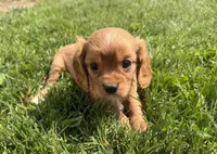 Sawyer, a male Cavalier King Charles Spaniel for sale in Athens, WI – 8 of 10