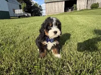 Tango, a male Bernedoodle for sale in Athens, WI – 7 of 10