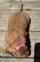 Quinn , a female Miniature Dachshund for sale in Athens, WI – 7 of 10