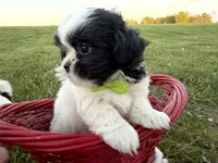 Jordan, a male Bichon Frise and Shih Tzu for sale in Athens, WI – 2 of 10