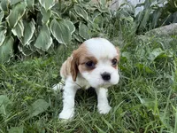 AKC Beth, a female Cavalier King Charles Spaniel for sale in Athens, WI – 3 of 10