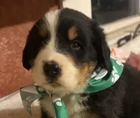 AKC Vance, a male Bernese Mountain Dog for sale in Athens, WI – 4 of 10