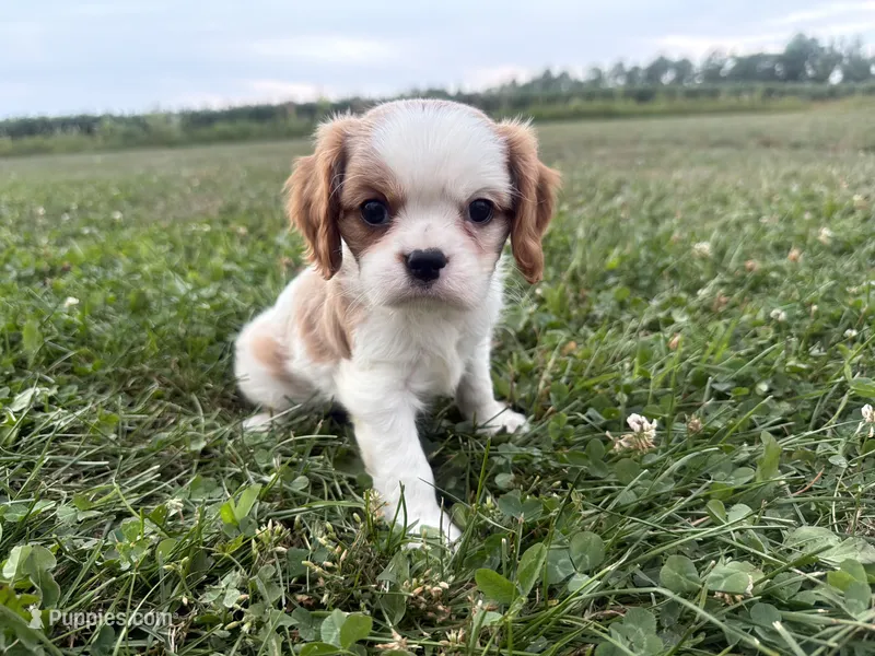 AKC Baxter – Cavalier King Charles Spaniel puppy for sale in Athens, WI