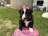 Zada, a female Australian Shepherd and Border Collie for sale in Athens, WI – 3 of 10
