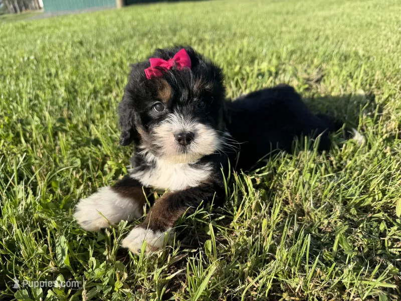 Trixie – Bernedoodle puppy for sale in Athens, WI
