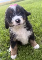 Sable, a female Bernedoodle for sale in Athens, WI – 4 of 10