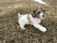 AKC Sayla , a female Poodle - Toy  for sale in Athens, WI – Photo 8 of 10