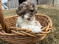 AKC Sayla , a female Poodle - Toy  for sale in Athens, WI – Photo 4 of 10