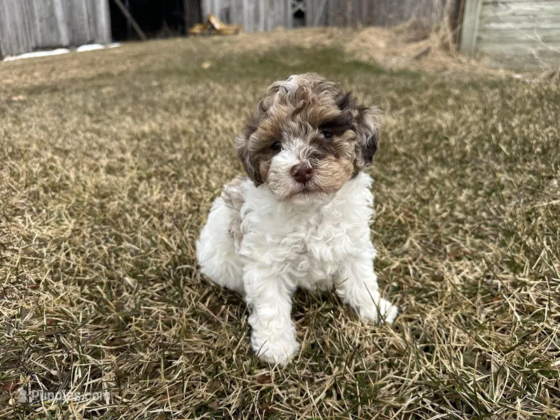AKC Sayla  – Poodle - Toy  puppy for sale in Athens, WI