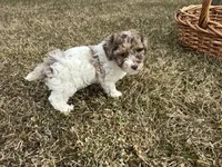 AKC Sayla , a female Poodle - Toy  for sale in Athens, WI – Photo 9 of 10