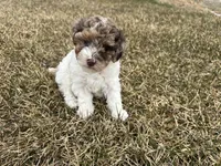 AKC Sayla , a female Poodle - Toy  for sale in Athens, WI – Photo 7 of 10
