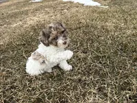 AKC Sayla , a female Poodle - Toy  for sale in Athens, WI – Photo 10 of 10