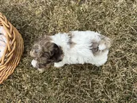 AKC Sayla , a female Poodle - Toy  for sale in Athens, WI – Photo 6 of 10