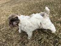 AKC Sayla , a female Poodle - Toy  for sale in Athens, WI – Photo 5 of 10