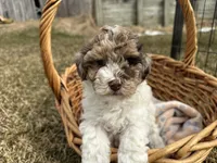 AKC Sayla , a female Poodle - Toy  for sale in Athens, WI – Photo 3 of 10