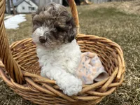 AKC Sayla , a female Poodle - Toy  for sale in Athens, WI – Photo 2 of 10