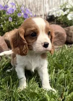 Spencer, a male Cavalier King Charles Spaniel for sale in Athens, WI – 3 of 10