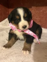 AKC Vicky, a female Bernese Mountain Dog for sale in Athens, WI – 6 of 10