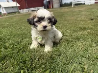 Whitey, a male Bichon Frise and Shih Tzu for sale in Athens, WI – 1 of 10