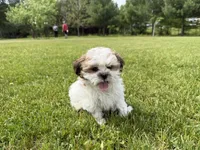 Jon, a male Bichon Frise and Shih Tzu for sale in Athens, WI – 5 of 10