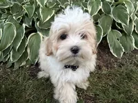 Carson, a male Maltipoo for sale in Athens, WI – 8 of 10