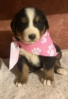 AKC Vicky, a female Bernese Mountain Dog for sale in Athens, WI – 4 of 10