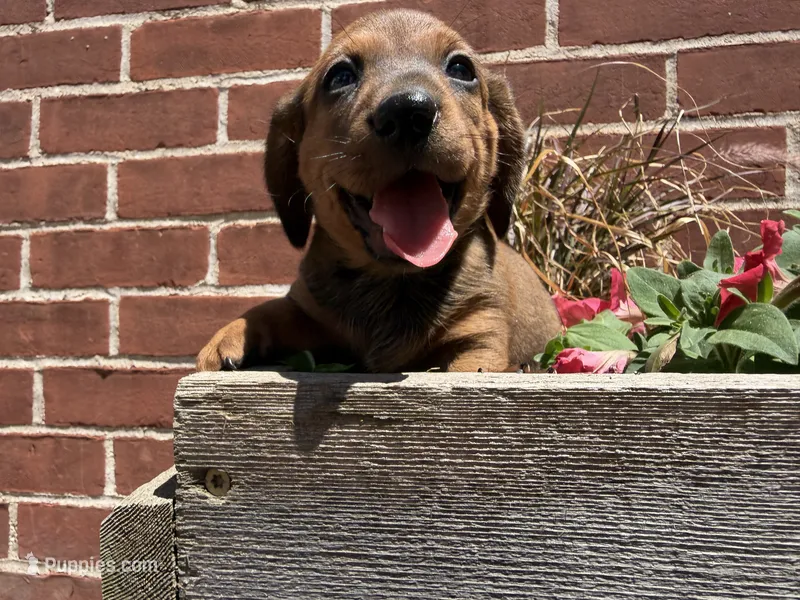 Quincy  – Miniature Dachshund puppy for sale in Athens, WI