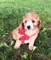 Gabe, a male Cavapoo for sale in Athens, WI – 4 of 10