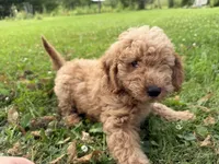 Shep, a male Miniature Goldendoodle for sale in Athens, WI – 4 of 10