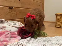 Mindy , a female Cockapoo for sale in Athens, WI – Photo 3 of 10