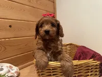 Mindy , a female Cockapoo for sale in Athens, WI – Photo 8 of 10