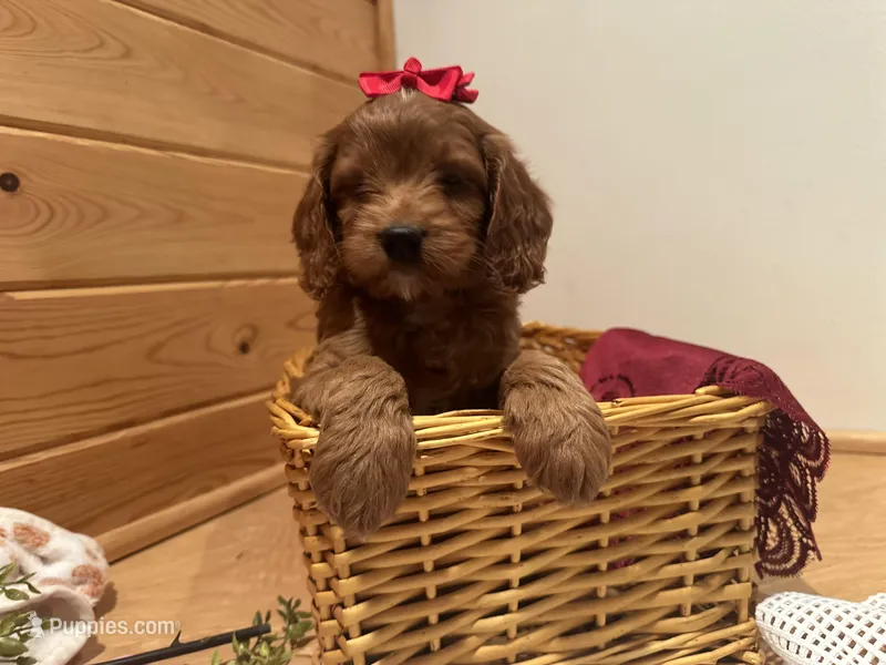 Mindy  – Cockapoo puppy for sale in Athens, WI
