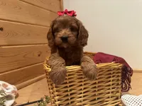 Mindy , a female Cockapoo for sale in Athens, WI – Photo 1 of 10