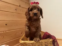 Mindy , a female Cockapoo for sale in Athens, WI – Photo 7 of 10
