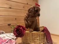 Mindy , a female Cockapoo for sale in Athens, WI – Photo 9 of 10