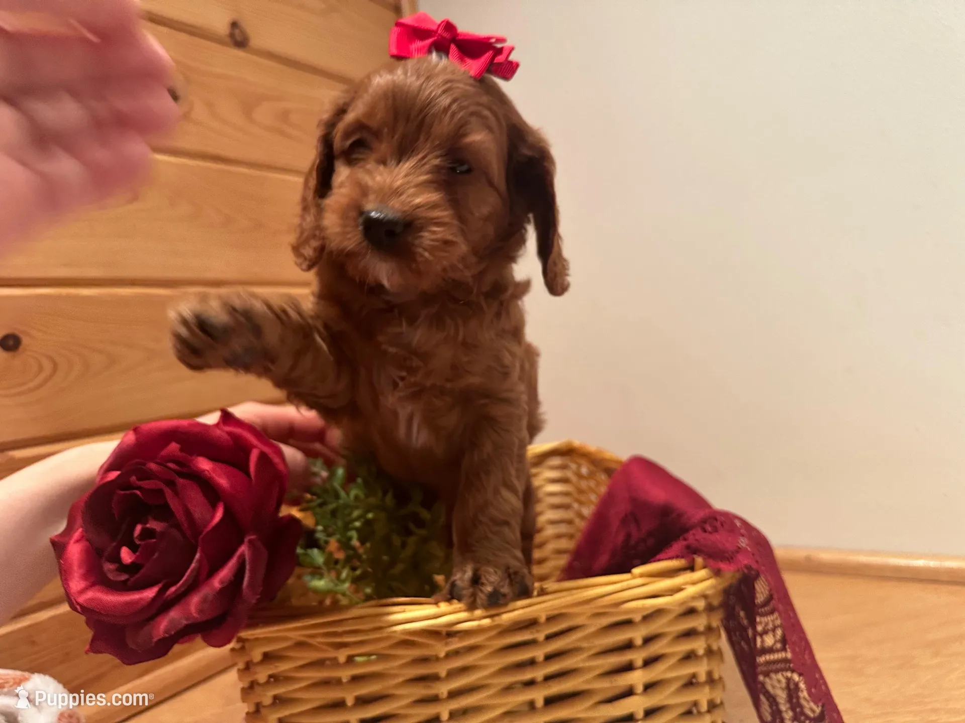 Mindy , a female Cockapoo for sale in Athens, WI – Photo 5 of 10