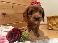 Mindy , a female Cockapoo for sale in Athens, WI – Photo 2 of 10