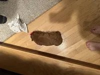 Mindy , a female Cockapoo for sale in Athens, WI – Photo 10 of 10