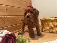 Mindy , a female Cockapoo for sale in Athens, WI – Photo 6 of 10